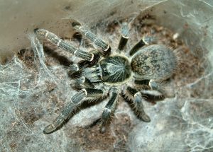 Pterinochilus chordatus